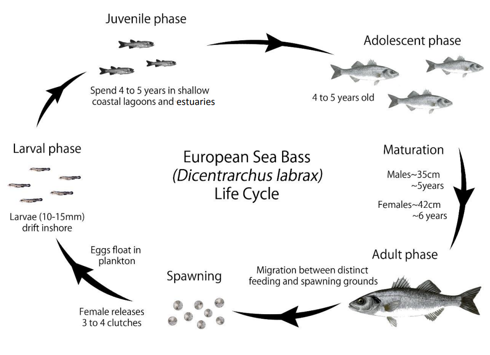 Bass Life Cycle AC 2014