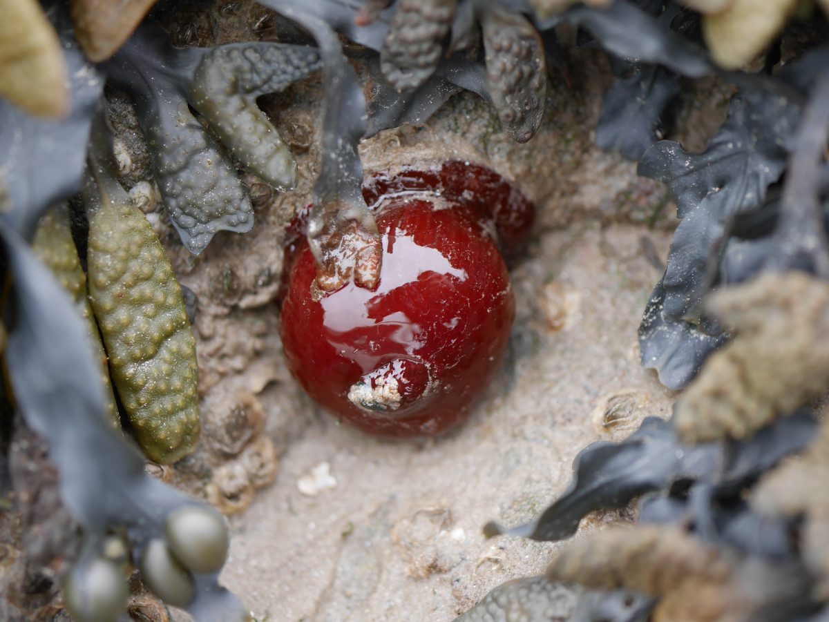 Beadlet Anemone