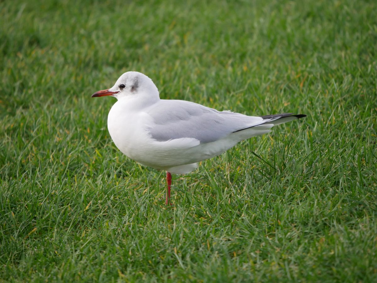 Black-headed gull
