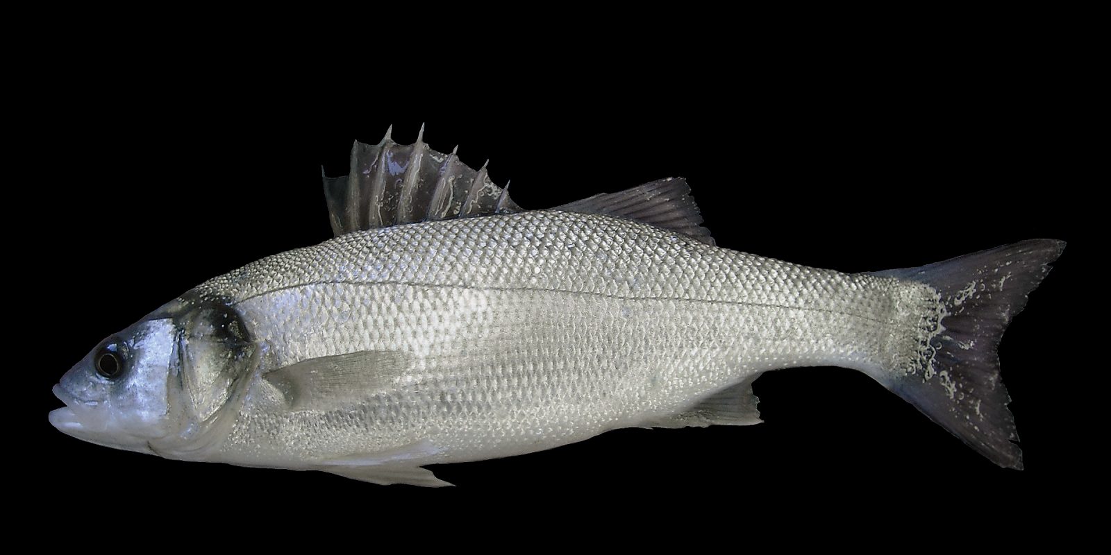 European Seabass IFCA North West