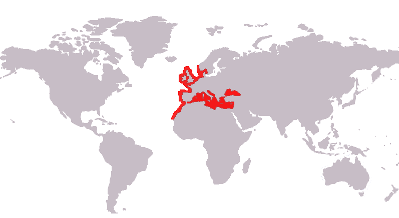 Distribution of Bass Map
