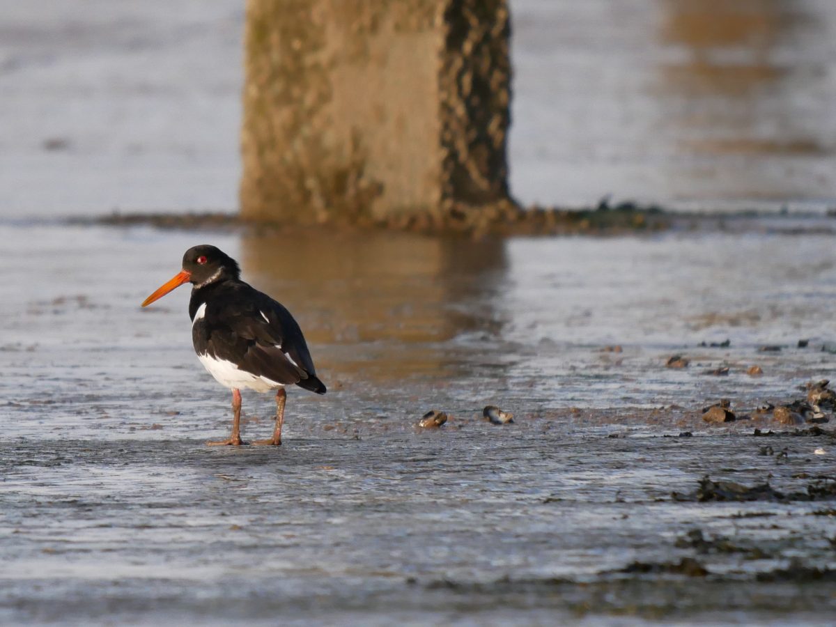 Oyster Catcher