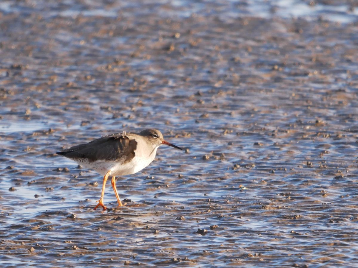 Redshank