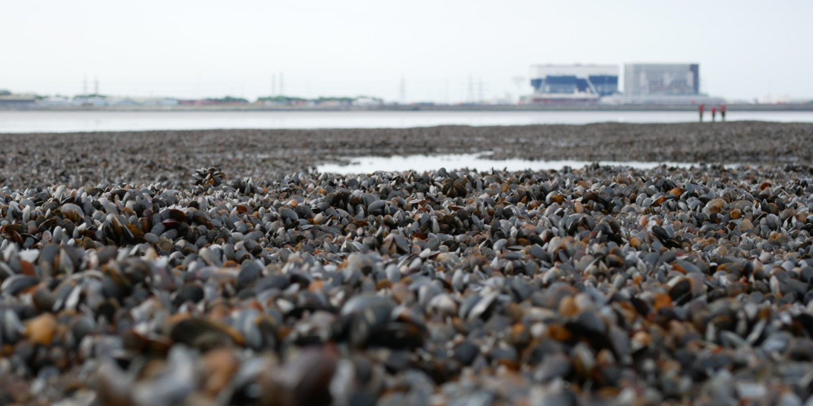 Mussel Fisheries IFCA North West